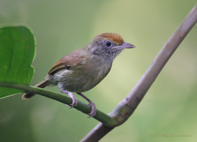 Tawny-crowned Greenlet (Hylophilus ochraceiceps) photo