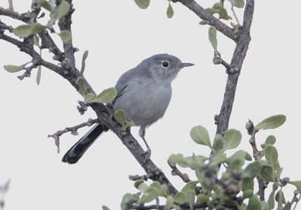 Black-tailed Gnatcatcher (Polioptila melanura) photo
