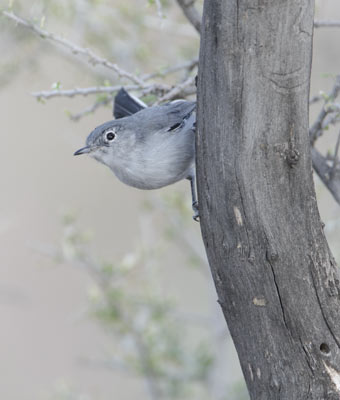 Black-tailed Gnatcatcher (Polioptila melanura) photo