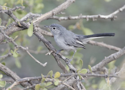 Black-tailed Gnatcatcher (Polioptila melanura) photo