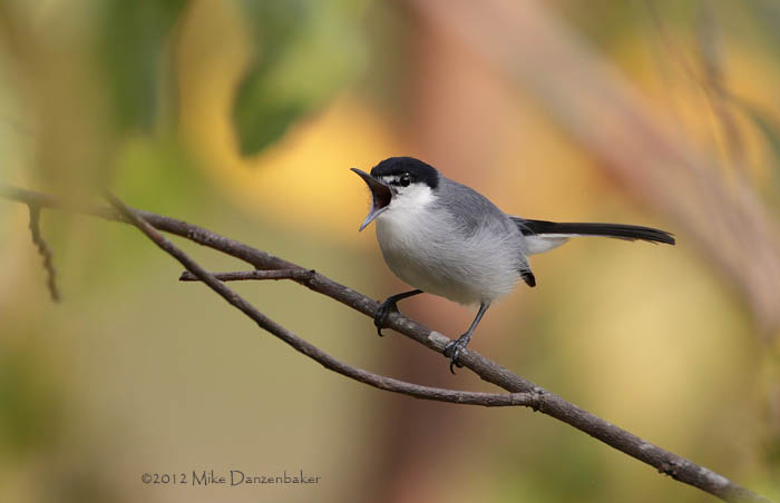 White-lored Gnatcatcher (Polioptila albiloris) photo
