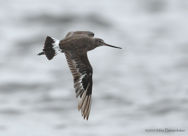 Hudsonian Godwit (Limosa haemastica) photo