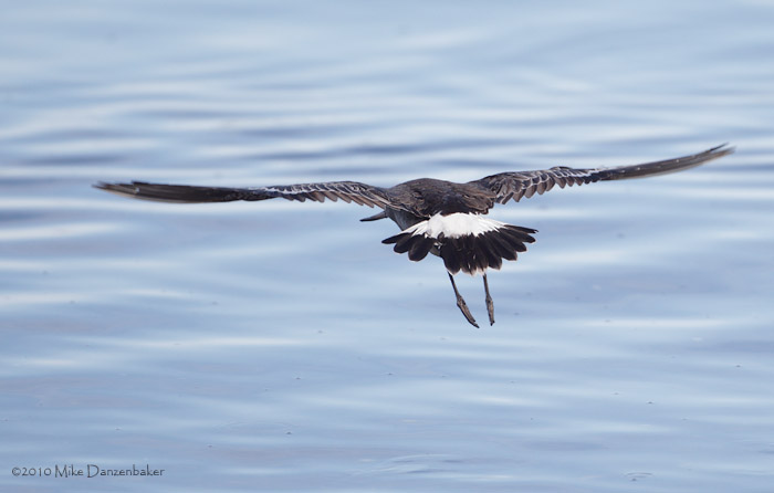 Hudsonian Godwit (Limosa haemastica) photo