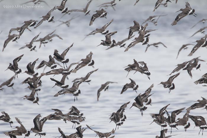 Hudsonian Godwit (Limosa haemastica) photo