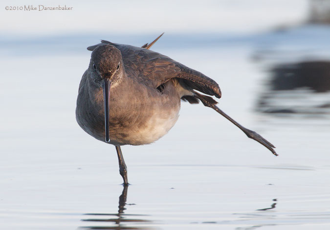 Hudsonian Godwit (Limosa haemastica) photo