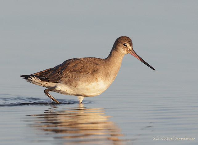Hudsonian Godwit (Limosa haemastica) photo