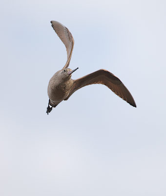 Marbled Godwit (Limosa fedoa) photo