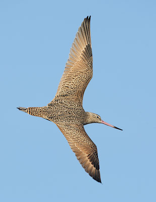 Marbled Godwit (Limosa fedoa) photo