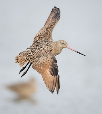 Marbled Godwit (Limosa fedoa) photo