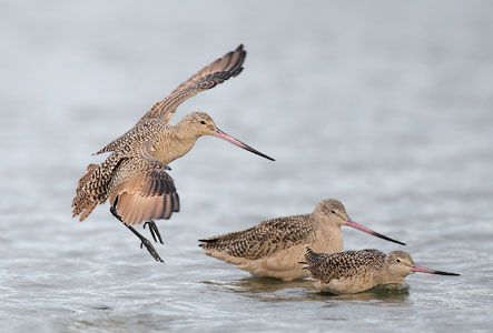 Marbled Godwit (Limosa fedoa) photo