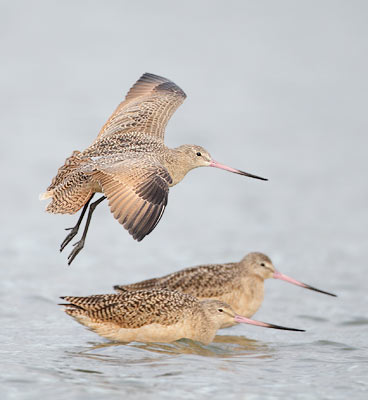 Marbled Godwit (Limosa fedoa) photo