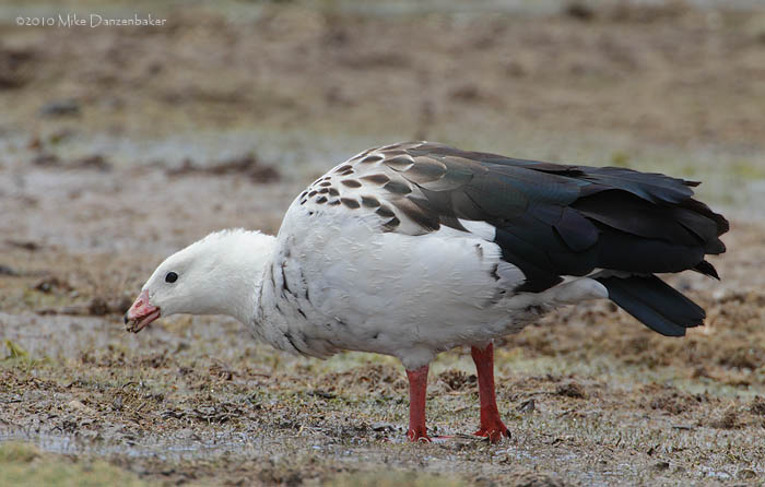 Andean Goose (Chloephaga melanoptera) photo