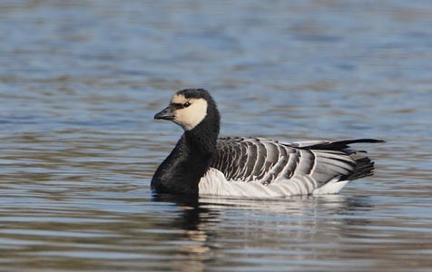 Barnacle Goose (Branta leucopsis) photo