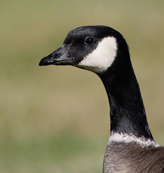 Cackling Goose (Branta hutchinsii) photo