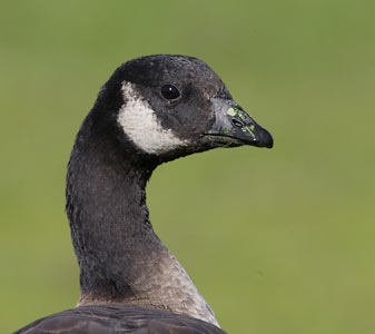 Cackling Goose (Branta hutchinsii) photo