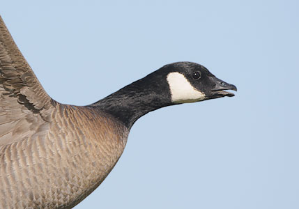 Cackling Goose (Branta hutchinsii) photo