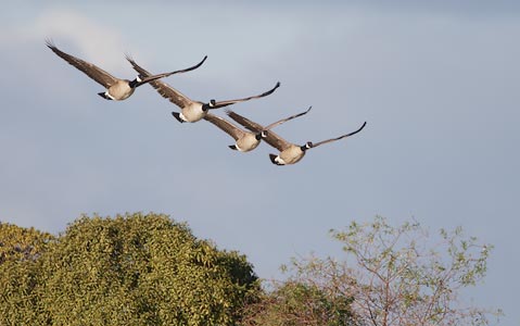 Canada Goose (Branta canadensis) photo