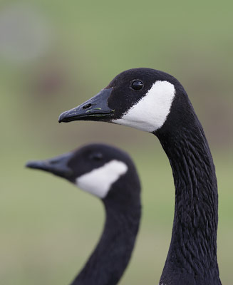 Canada Goose (Branta canadensis) photo