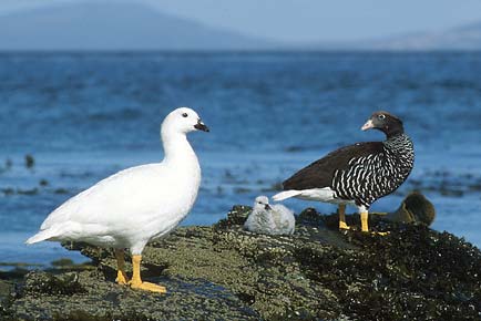 Kelp Goose (Chloephaga hybrida) photo