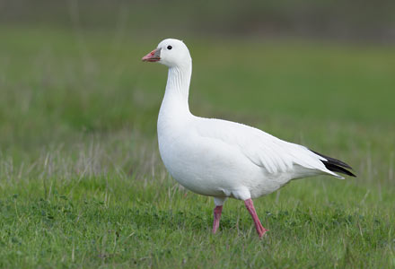 Ross's Goose (Chen rossii) photo