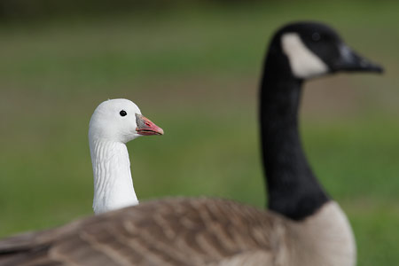 Ross's Goose (Chen rossii) photo