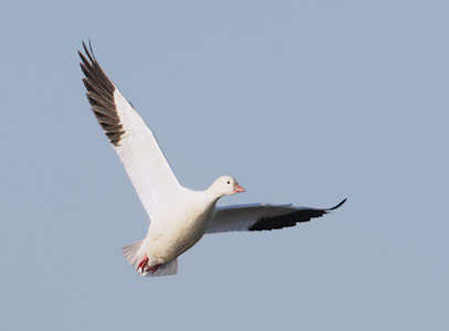 Ross's Goose (Chen rossii) photo