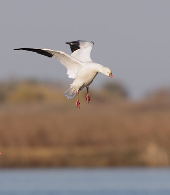 Ross's Goose (Chen rossii) photo