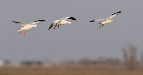 Ross's Goose (Chen rossii) photo