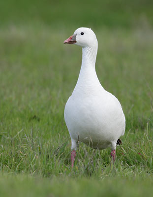 Ross's Goose (Chen rossii) photo