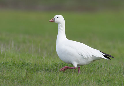Ross's Goose (Chen rossii) photo