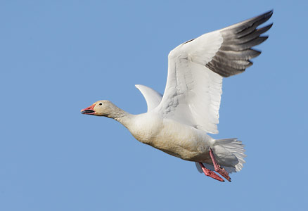 Snow Goose (Chen caerulescens) photo