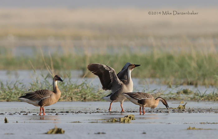 Swan Goose (Anser cygnoides) photo