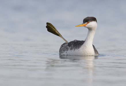 Clark's Grebe (Aechmophorus clarkii) photo