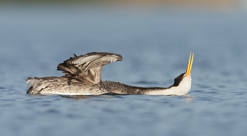 Clark's Grebe (Aechmophorus clarkii) photo