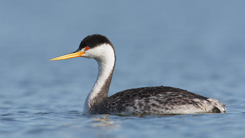 Clark's Grebe (Aechmophorus clarkii) photo