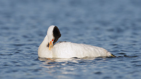 Clark's Grebe (Aechmophorus clarkii) photo