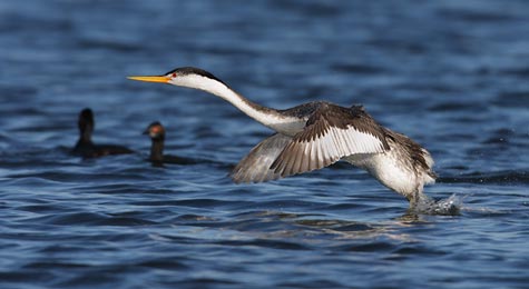 Clark's Grebe (Aechmophorus clarkii) photo