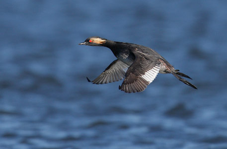 Eared Grebe (Podiceps nigricollis) photo
