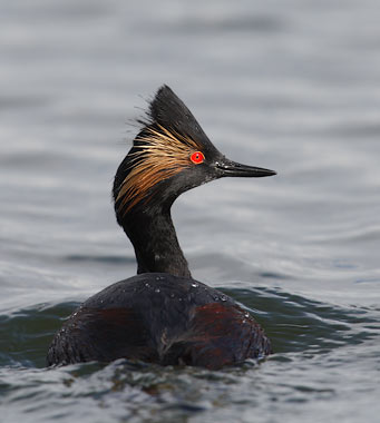 Eared Grebe (Podiceps nigricollis) photo