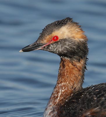 Horned Grebe (Podiceps auritus) photo