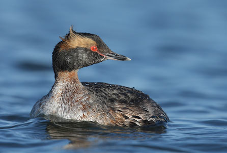 Horned Grebe (Podiceps auritus) photo