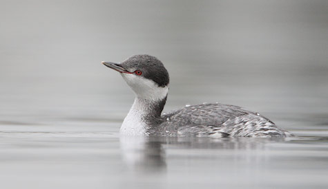 Horned Grebe (Podiceps auritus) photo