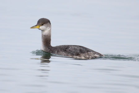 Red-necked Grebe (Podiceps grisegena) photo
