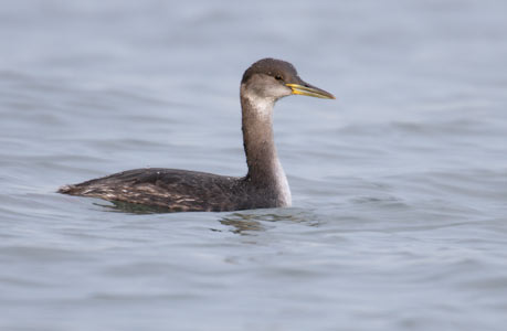 Red-necked Grebe (Podiceps grisegena) photo