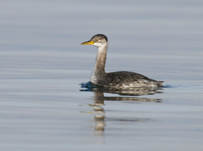 Red-necked Grebe (Podiceps grisegena) photo