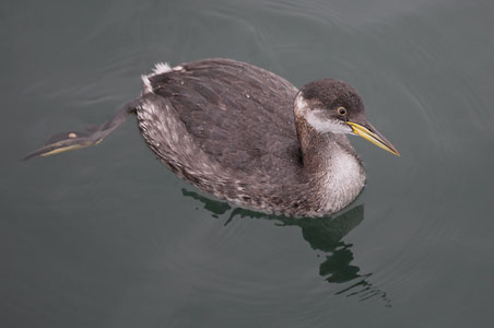 Red-necked Grebe (Podiceps grisegena) photo