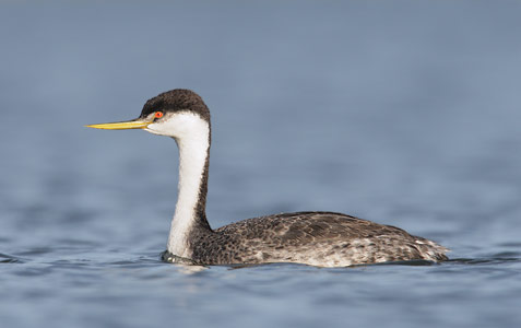 Western Grebe (Aechmophorus occidentalis) photo