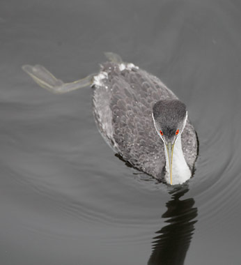 Western Grebe (Aechmophorus occidentalis) photo