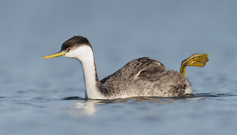 Western Grebe (Aechmophorus occidentalis) photo