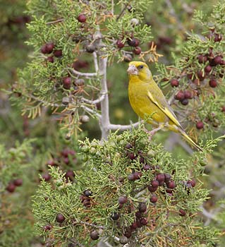 European Greenfinch (Carduelis chloris) photo